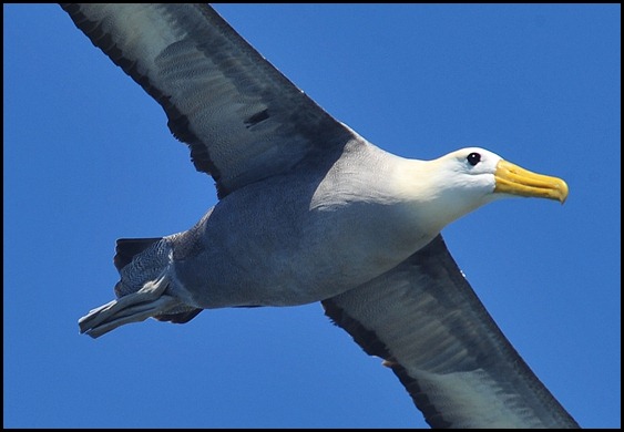 BF Wavy Albatross 696