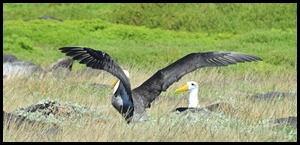 BF Wavy Albatross 359
