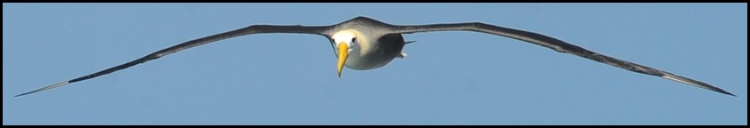 BF Wavy Albatross 556