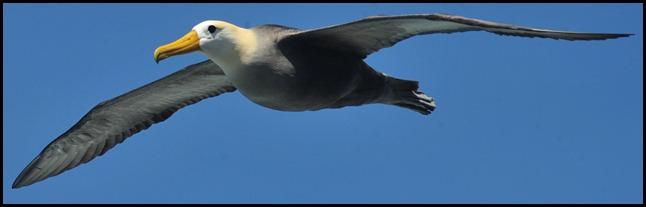 BF Wavy Albatross 583