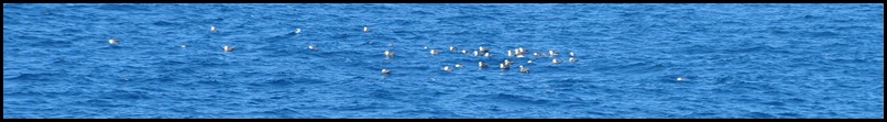 BF Wavy Albatross 474