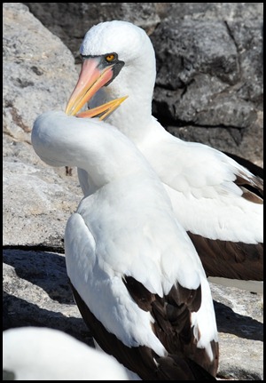 BF Wavy Albatross 188