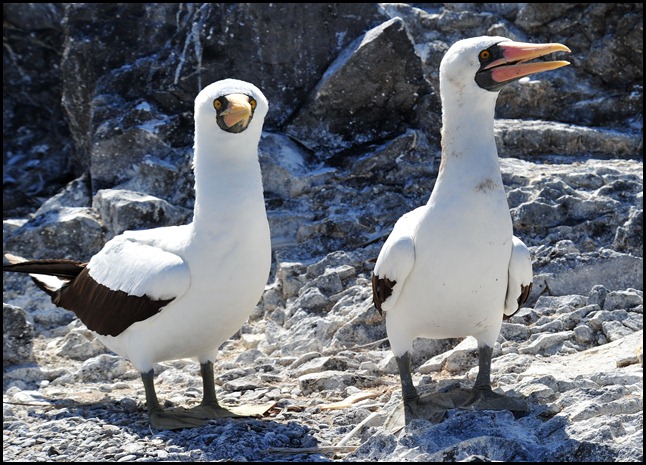 BF Wavy Albatross 273