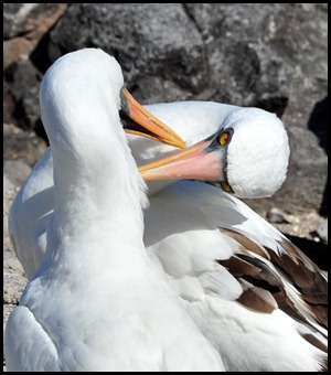 BF Wavy Albatross 194