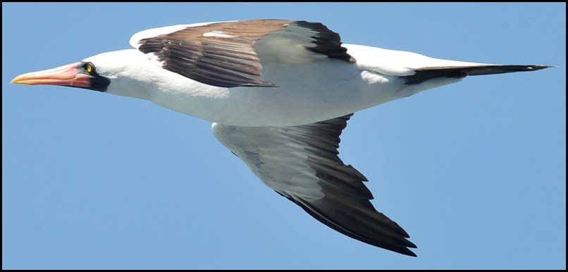 BF Wavy Albatross 610