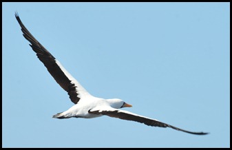 BF Wavy Albatross 293