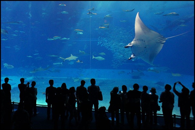 A mobula in Okinawa Churaumi Aquarium