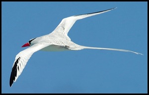 BF Wavy Albatross 513