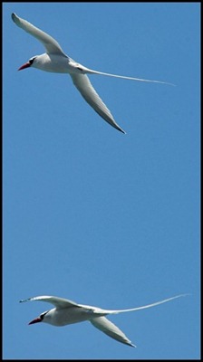 BF Wavy Albatross 520