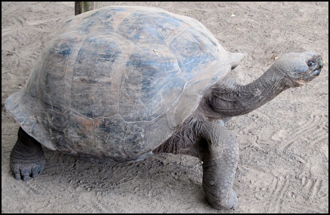 BB Tortoise Breeding Centre 033