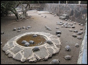 BB Tortoise Breeding Centre 040