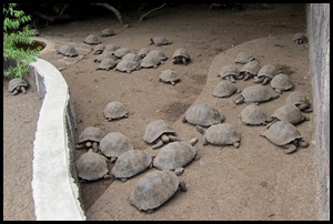 BB Tortoise Breeding Centre 107