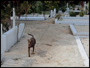 BB Cemetary Bimble 074