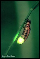 Glow worm.
Credit John Tyler/Galaxy