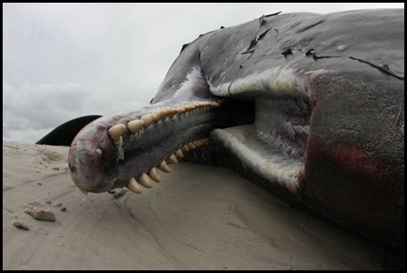 Stranded sperm whale