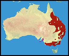 Koalas live red area