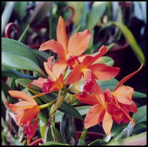 Fire orchid