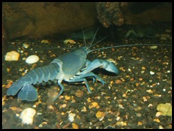 Yabby