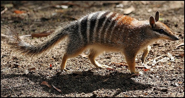 Martin Pot's picture of a numbat - endangered species.