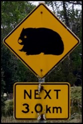 A Wombats 3 km