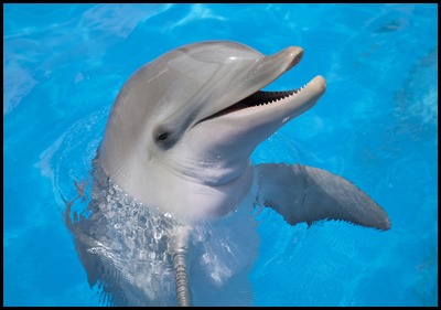 dolphin smile