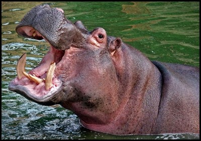 Hippopotamus smile