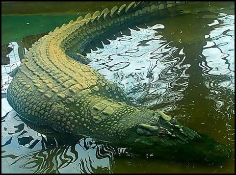 Lolong, the biggest ever caught 6.17 metres or 20feet 3 inches 1075 kilos