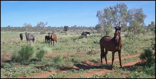 Brumbies