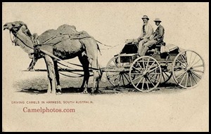 camels_australia