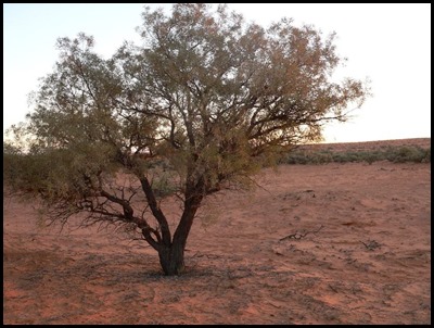 Gidgee or stinking wattle