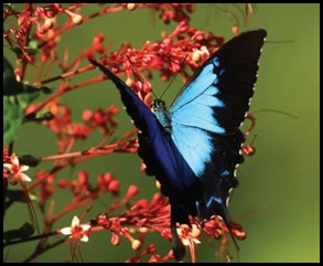 Ulysses Butterfly