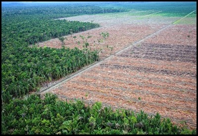 8 October 2008Papua Province, Indonesia
The sharp contrast between the pristine forest and forest destroyed to make way for palm oil plantations in Papua Province, Indonesia's last intact forest frontier. Greenpeace is calling for an immediate moratorium on all forest conversion in Indonesia to help curb the country's greenhouse gas emissions, safeguard the wealth of tropical biodiversity and protect the livelihood of forest dependent communities.