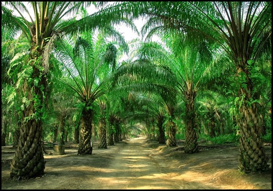 Palm-Oil-Tree