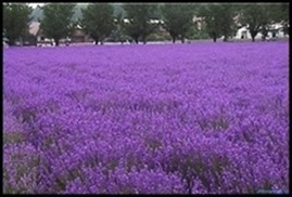 Lavender