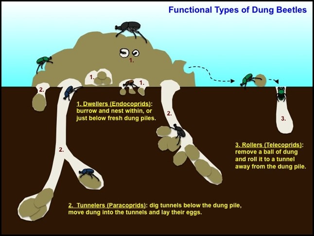 dung-beetles-types