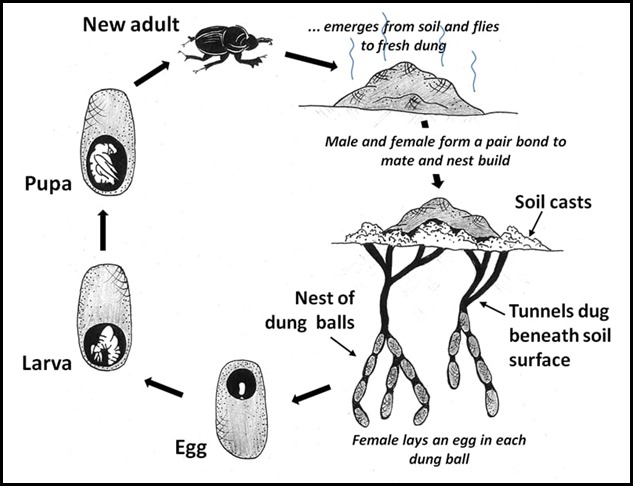 dung-beetle-life-cycle