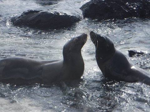 sea lions
      pic