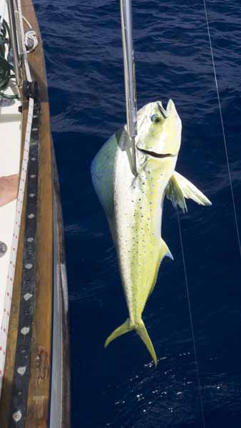 Mahi