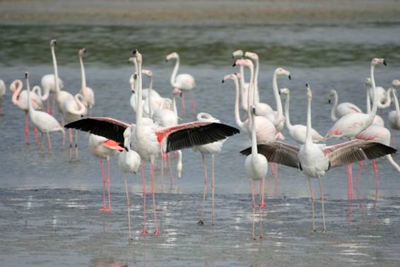 Image:Greater Flamingo 31-01-2006 15-14-04.JPG