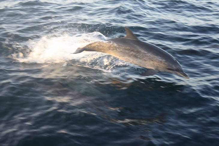 Dolphin Blanquilla 2.JPG