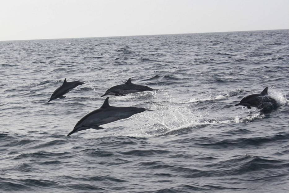 Dolphins Los Roques.JPG