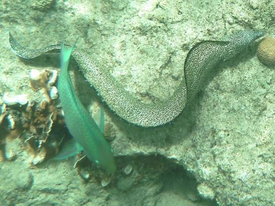 Spotted Moray eel 1.JPG