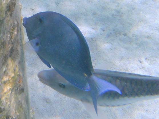 Blue Tang baby.JPG