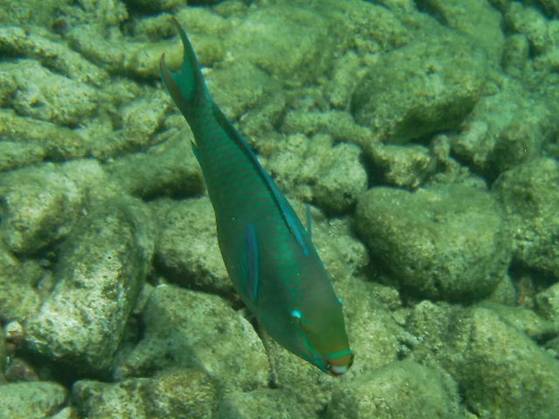 E Mail - Parrotfish.JPG