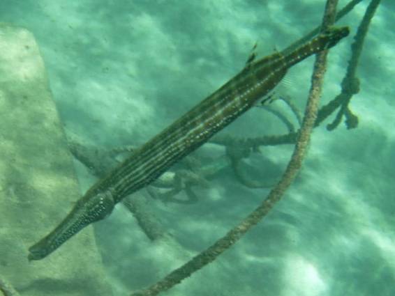 Trumpetfish 2.JPG