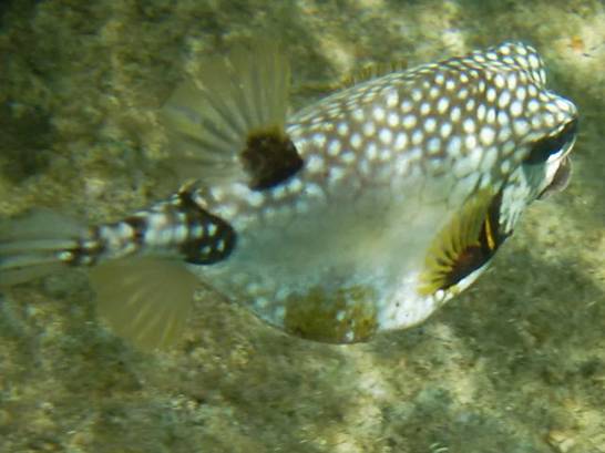 Spotted Trunkfish.JPG