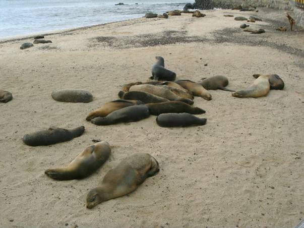 Sea lions sun bathing.JPG