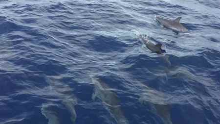 Dolphins on
      the bow
