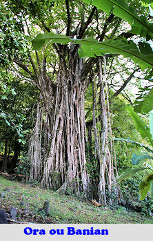 Etoiledelune_Banian_marae tahiti