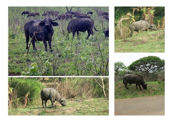 m_m_m_DSCN0621_collage buffaloes